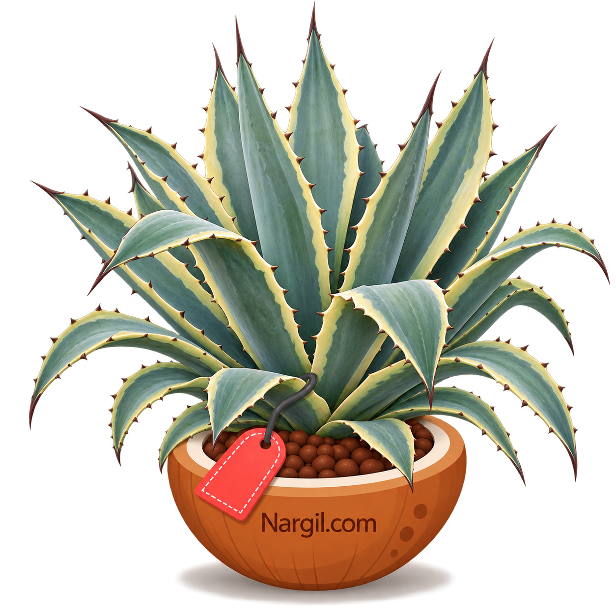 Nargil_Agave Americana
